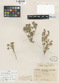 Phacelia adenophora image