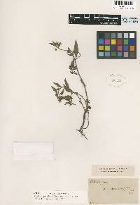 Image of Lysimachia alternifolia