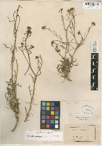 Lepidium montanum image