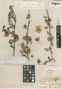 Fremontodendron californicum image