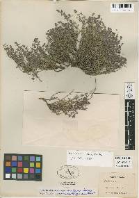 Hedeoma nana subsp. californica image
