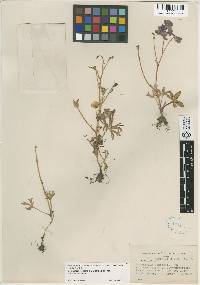 Delphinium decorum subsp. tracyi image