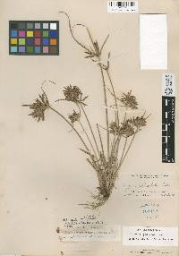 Cyperus parishii image