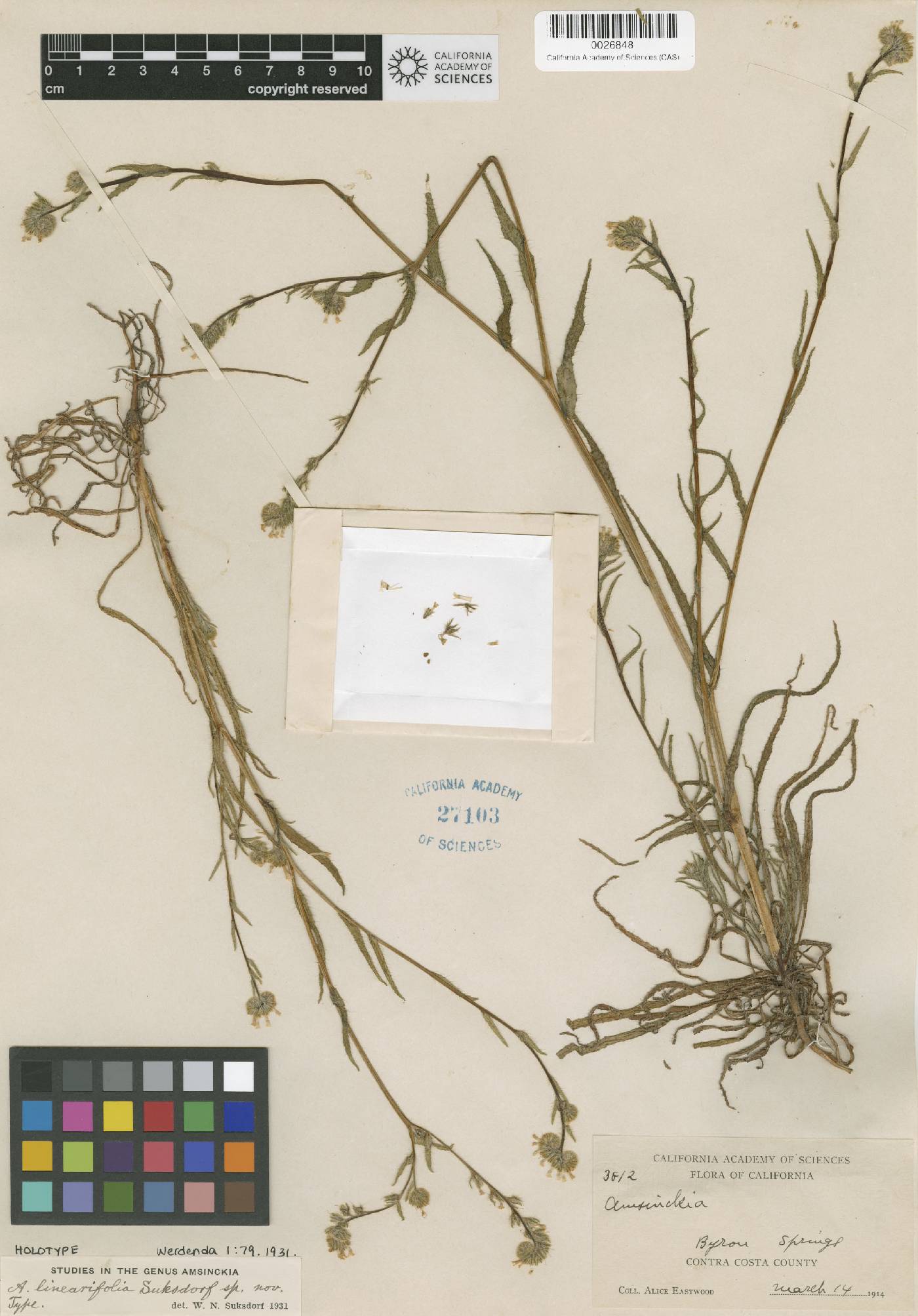 Amsinckia linearifolia image