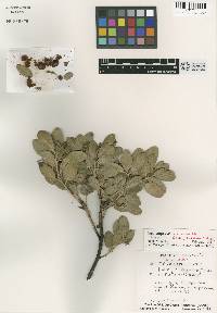 Arctostaphylos glandulosa subsp. gabrielensis image