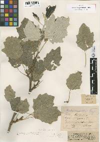 Image of Populus caspica