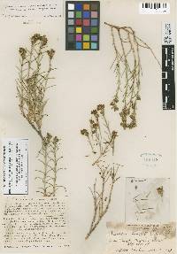 Eremogone macradenia var. arcuifolia image