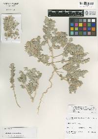 Atriplex argentea var. longitrichoma image