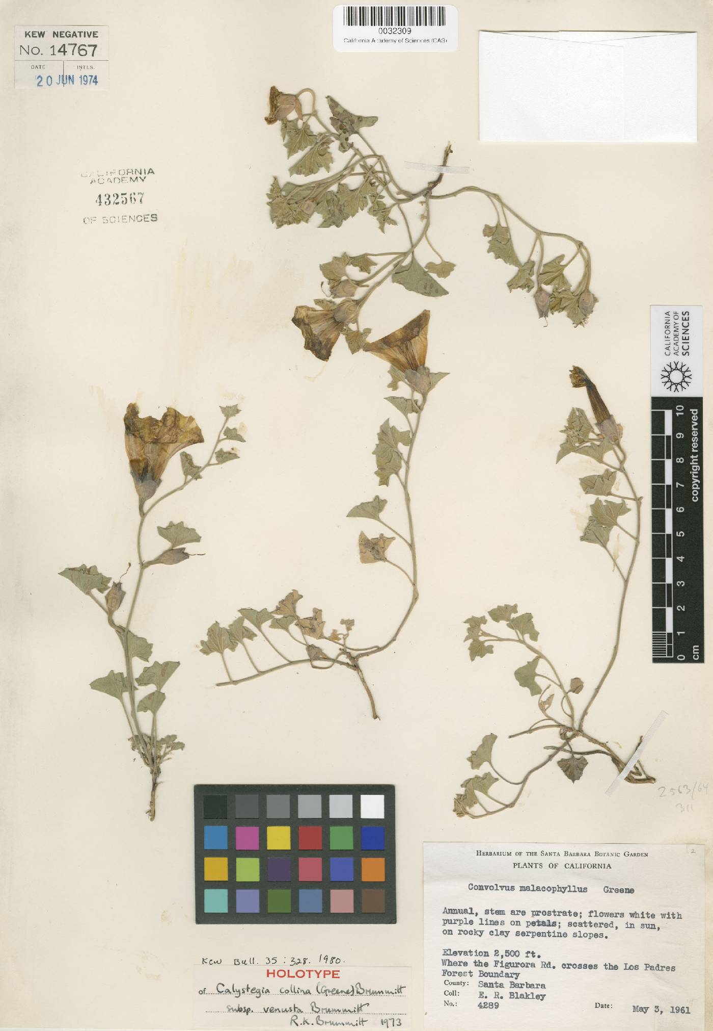 Calystegia collina subsp. venusta image