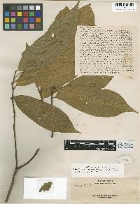 Image of Capparis pubiflora