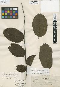 Image of Casearia grewiifolia
