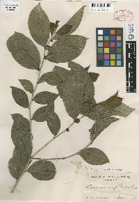 Image of Casearia euphlebia