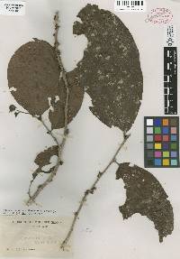 Image of Casearia phanerophlebia