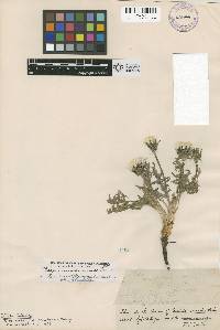 Crepis modocensis subsp. subacaulis image