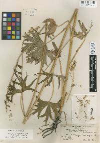 Delphinium californicum subsp. interius image