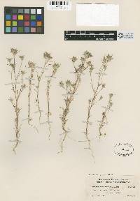 Eriastrum brandegeeae image