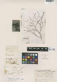 Eriogonum deserticola image