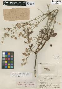 Eriogonum pendulum image