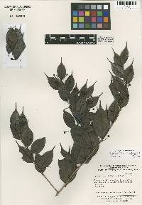 Image of Agapetes pilifera