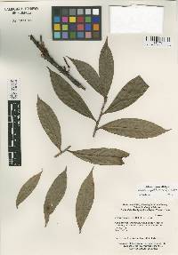 Image of Agapetes angulata