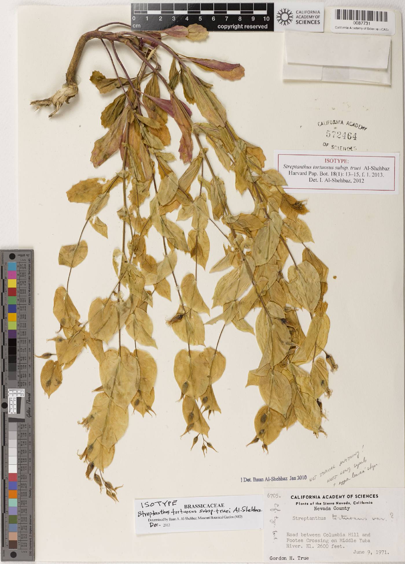 Streptanthus tortuosus subsp. truei image