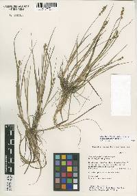 Image of Carex alta