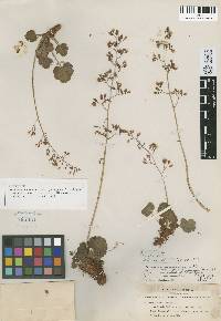 Heuchera rubescens image