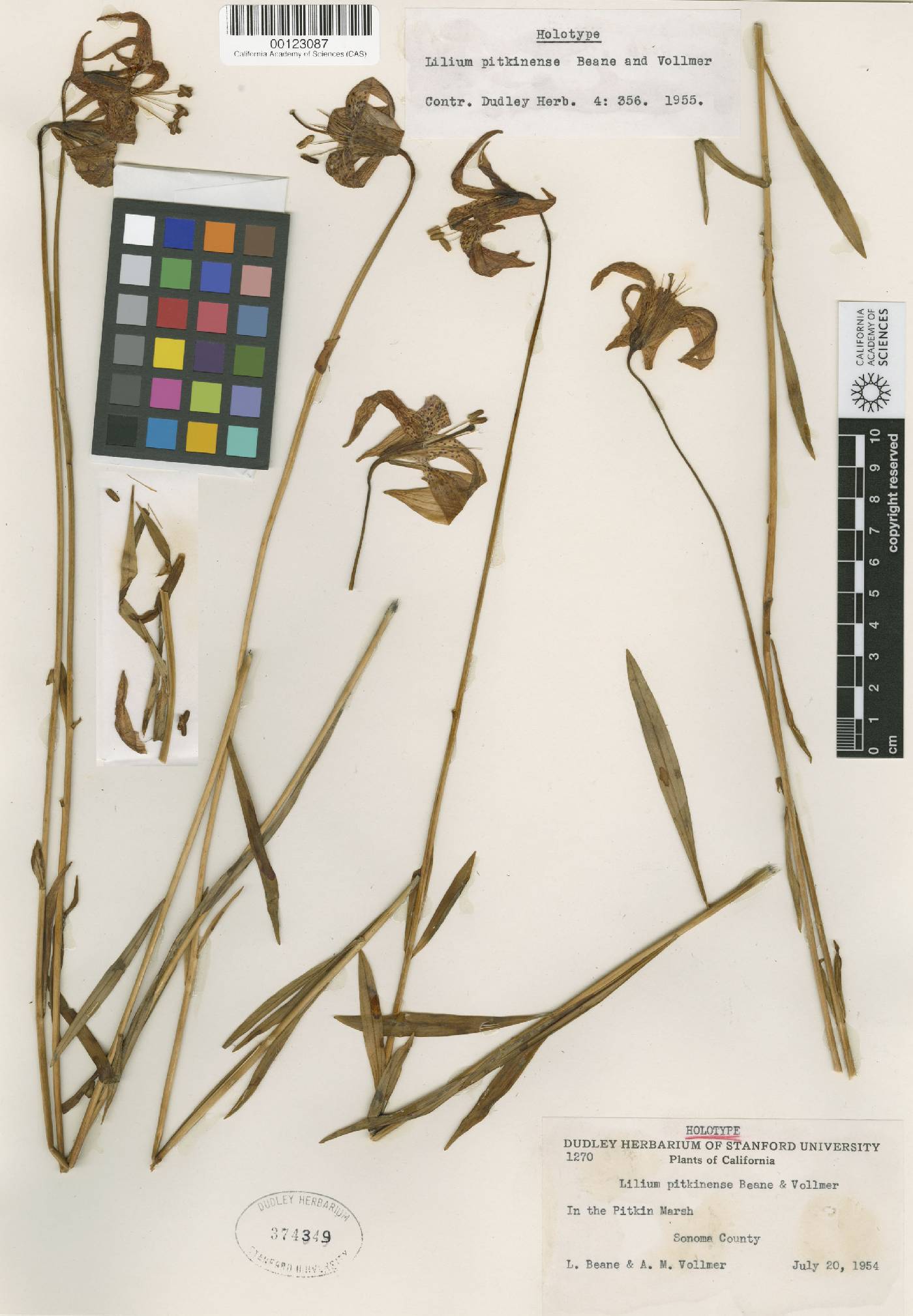 Lilium pardalinum subsp. pitkinense image