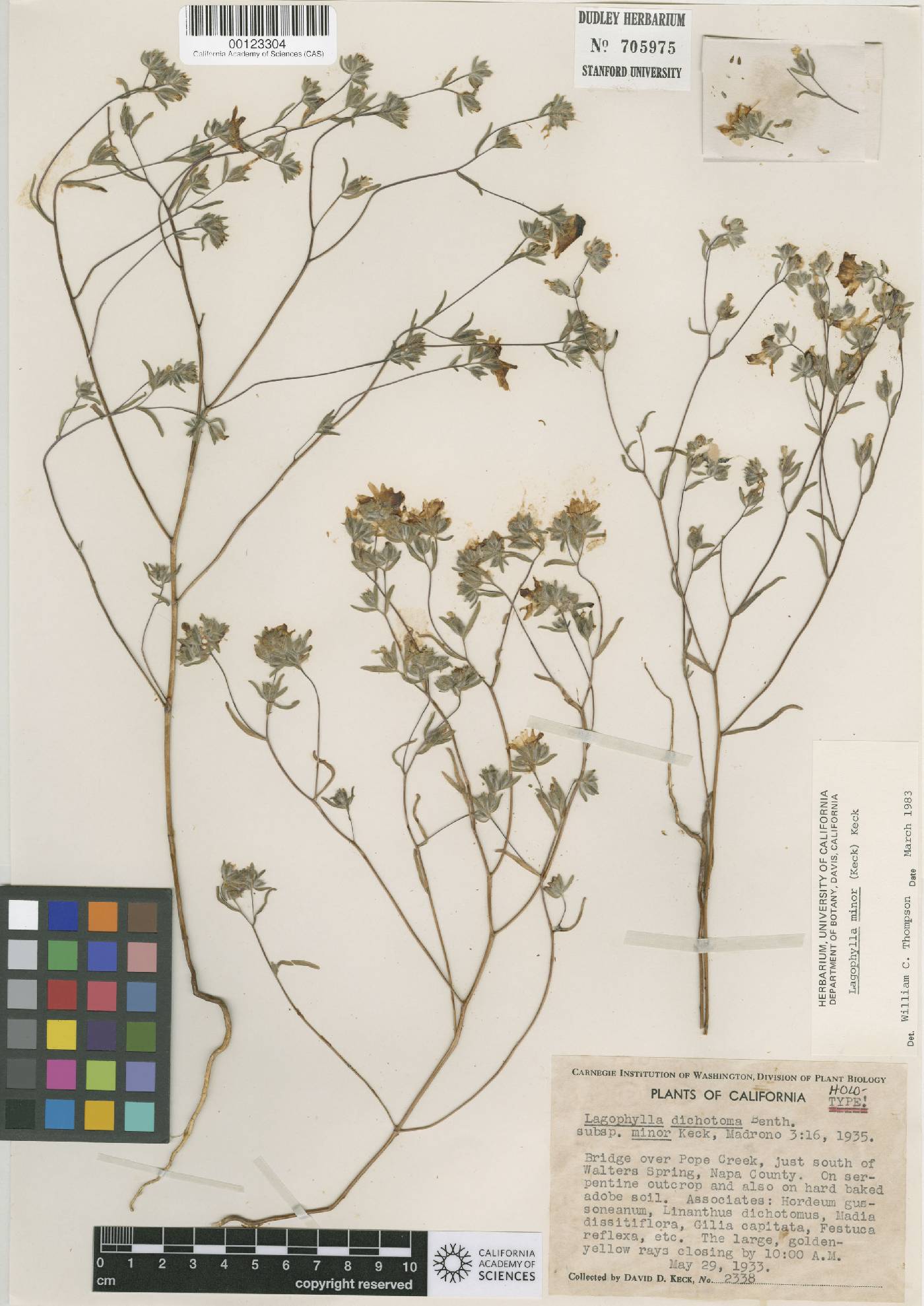 Lagophylla dichotoma image