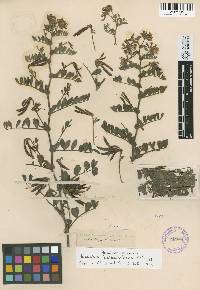 Image of Hosackia balsamifera