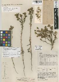 Deinandra paniculata image