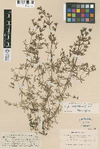 Image of Galium columbianum