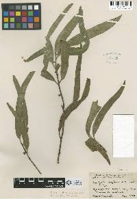 Image of Eucalyptus badjensis