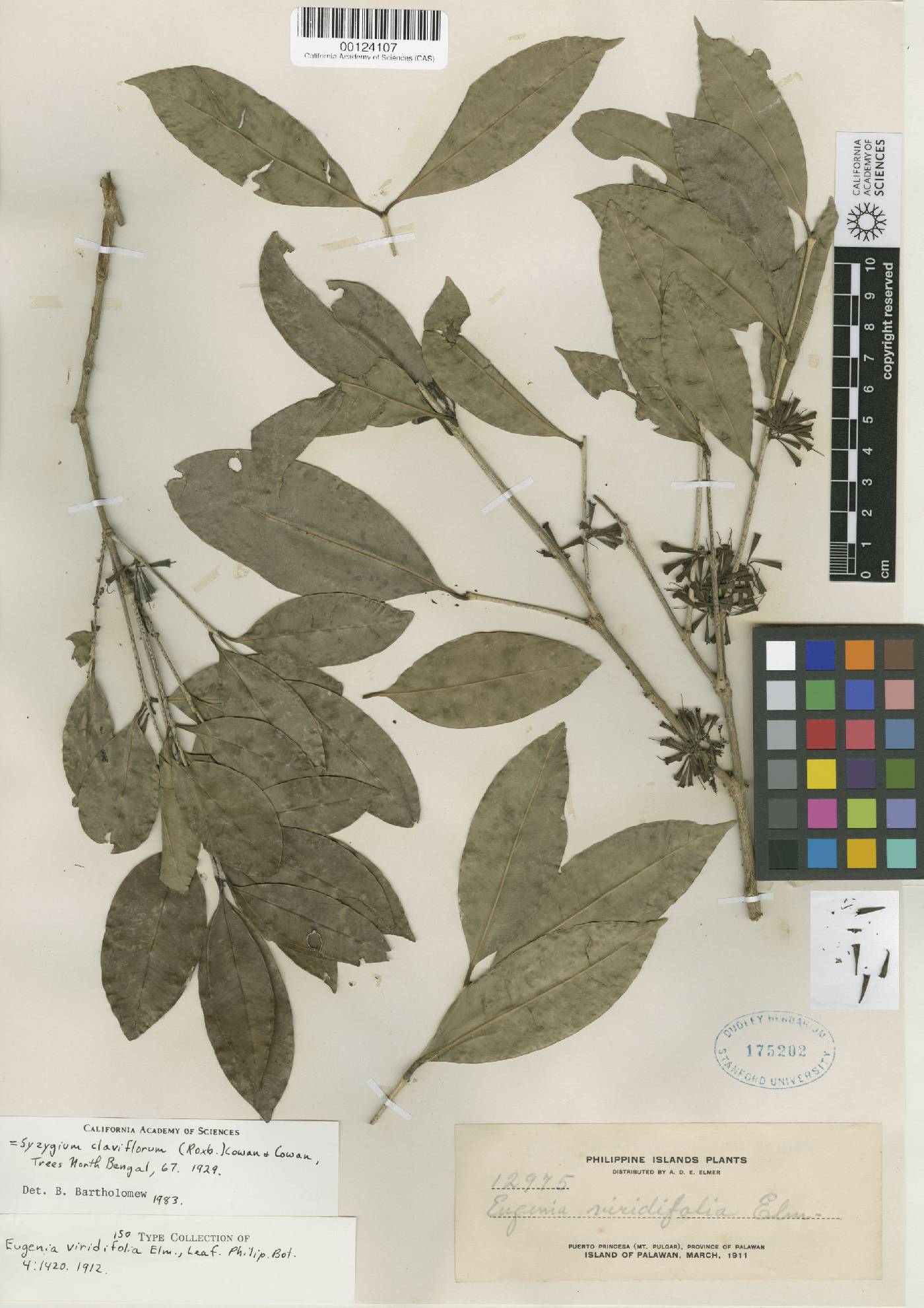 Syzygium claviflorum image