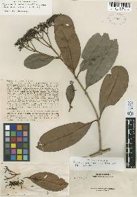 Image of Syzygium fastigiatum