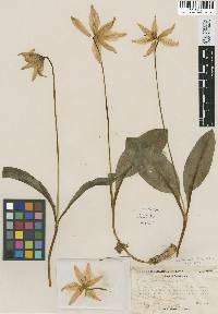 Erythronium helenae image