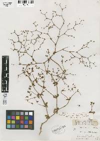 Eriogonum inerme var. hispidulum image