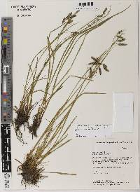 Image of Carex aristulifera