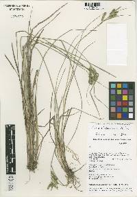 Image of Carex alopecuroides