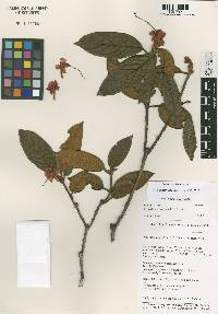 Rhododendron edgeworthii image