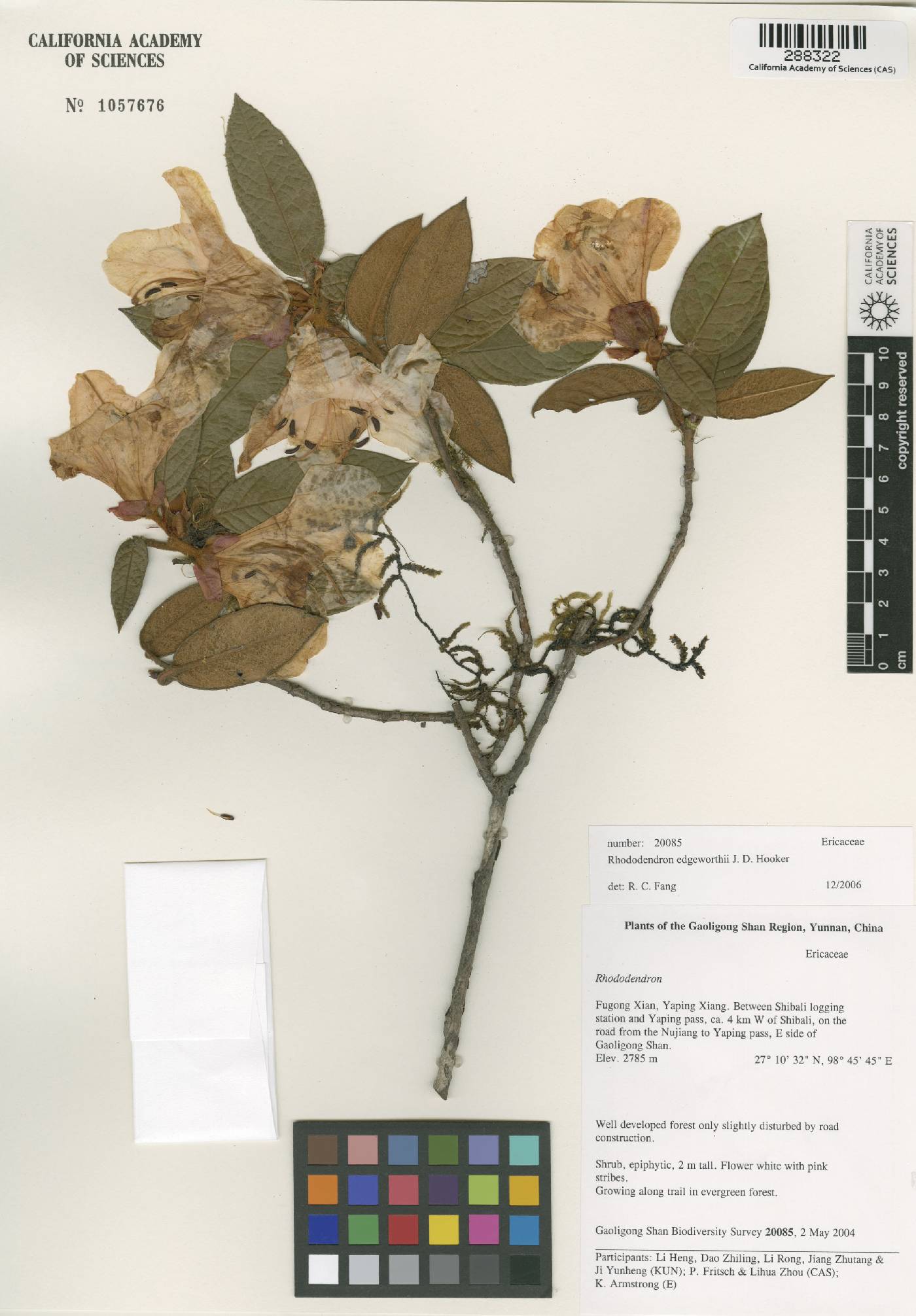 Rhododendron edgeworthii image