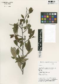 Cotoneaster turbinatus image