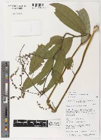 Image of Maianthemum oleraceum