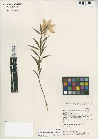 Image of Lilium lophophorum