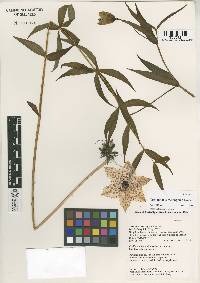 Image of Lilium meleagrinum