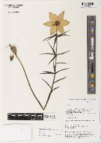 Image of Lilium basilissum