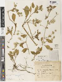 Image of Alternanthera pubiflora