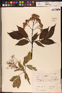 Sambucus nigra image