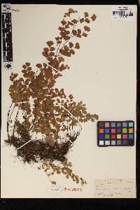 Adiantum capillus-veneris image