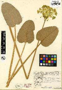 Image of Primula florindae